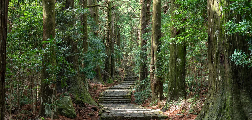 熊野古道の自然